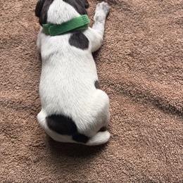 Girl 17 - Liver and white female German Wirehaired Pointer puppy in Thomasville, North Carolina from Cypress Ridge GWP
