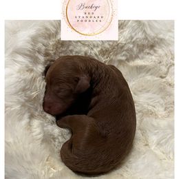 Teal - Female - Red  female Poodle puppy in Lima, Ohio from Buckeye Red Standard Poodles