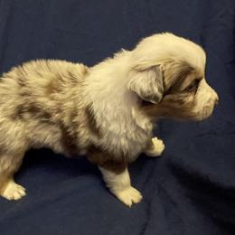 Troy - Red merle male Australian Shepherd puppy in Hammond, Louisiana from Gold Ring Australian Shepherds