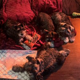 Miniature Schnauzer Puppies from Sugarbaby Kennel