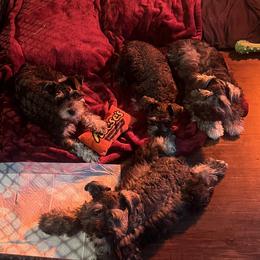 Miniature Schnauzer Puppies from Sugarbaby Kennel