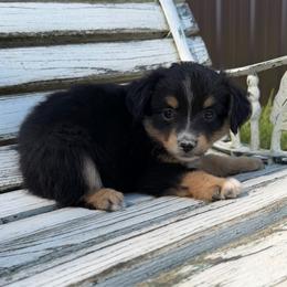 Splash - Black tri male Miniature Australian Shepherd puppy in Licking, Missouri from Burnett Aussies