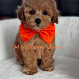 Cavapoo and Maltipoo Puppies from McCraws N Paws