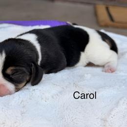 Carol - Black tan and white female Beagle puppy in Mansfield, Missouri from Rippee Creek Kennel