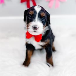 Noble - Tri-color male Bernedoodle puppy in Mahomet, Illinois from Jordan Family Doodles