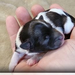 Chloe - Black female Giant Schnauzer puppy in Saratoga Springs, Utah from Happy Beard Schnauzers