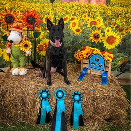 Keeper - Dutch Shepherd