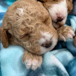 Goldendoodle and Poodle Puppies from Lisa’s Oodilly Doodles