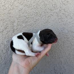 Grey girl - Liver and white female German Shorthaired Pointer puppy in Escalon, California from Valley Pointers