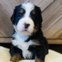 Girl 2 - Black rust and white Bernese Mountain Dog puppy in Bozeman, Montana from My Next Best Friend