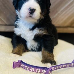 Girl 2 - Black rust and white Bernese Mountain Dog puppy in Bozeman, Montana from My Next Best Friend