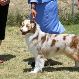 Lola - Australian Shepherd