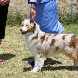 Lola - Australian Shepherd