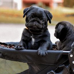 Beagles, Great Danes, and Pugs from Folklore Kennel