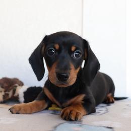 Pidge - Black and tan female Dachshund puppy in Palm Bay, Florida from Anastasia’s Royal Weenies