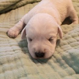 White Male - White male Schnoodle puppy in New Cambria, Kansas from Shrivers' Sweethearts