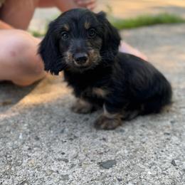 Kane - Black and tan male Dachshund puppy in Wisconsin from Three K Miniature Dachshunds