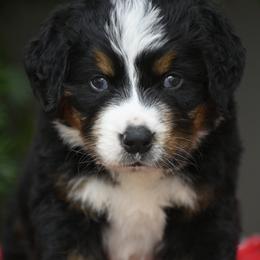 Boy 2 - Tri-color male Bernese Mountain Dog puppy in Loveland, Colorado from Grateful Bernese & Gage's Goldens