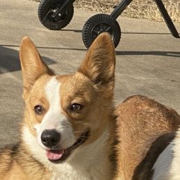 Tullie - Pembroke Welsh Corgi