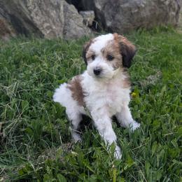 Brown Girl, Sable Parti - Wheaten female Whoodle puppy in Kalispell, Montana from Countryman Whoodles