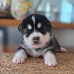 Girl 2 - female Native American Indian Dog puppy in Green Creek, North Carolina from NAID Preservation Project: Corn Moon Medicine Dogs