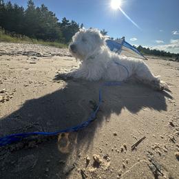 Iris - West Highland White Terrier