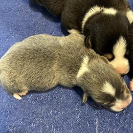 PEYTON - Blue female Pembroke Welsh Corgi puppy in Hinton, Oklahoma from Green Cloud Ranch