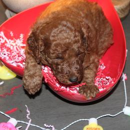 Blue - Red  female Poodle puppy in Summit, Mississippi from poodles and doodles llc
