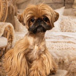 Boo - Shih Tzu