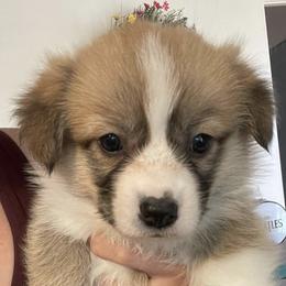Pembroke Welsh Corgis from Capay Corgis