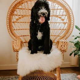 Malibu - Goldendoodle