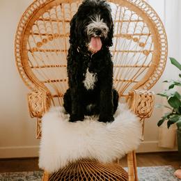 Malibu - Goldendoodle