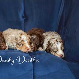 Aussiedoodle Puppies from Dani's Dandy Doodles