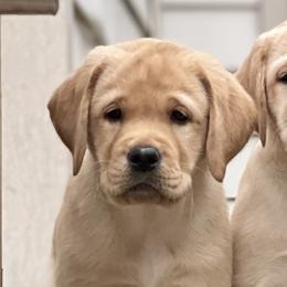 Labrador Retrievers from Otter Labradors