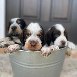 English Springer Spaniel Puppies from Southbend Springers