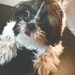 Shih Tzu Puppies from Shih Bears