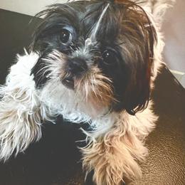 Shih Tzu Puppies from Shih Bears