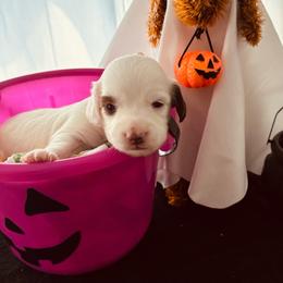 Bebe - Piebald female Dachshund puppy in Petersburg, Virginia from Wiggle Waddle Dachshunds