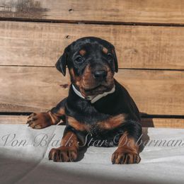 "B litter " Doberman Pinscher Puppies from Black Star Dobermans