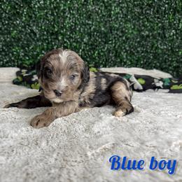 Blue boy - Blue merle male Bernedoodle puppy in Modesto, California from Two Doods Doodles