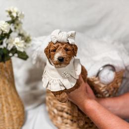 Burgundy collar girl - Red  female Goldendoodle puppy in Spokane, Washington from Dream Doodles in Spokane WA
