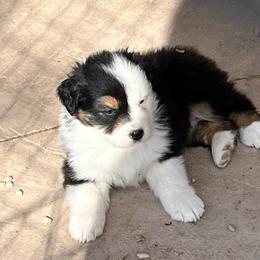 Blackie - Black tri-color female Australian Shepherd puppy in Monroe, Utah from Shawnkara Australian Shepherds & Miniature American Shepherds