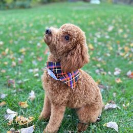 Ginger - Poodle