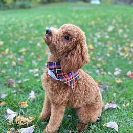 Ginger - Poodle