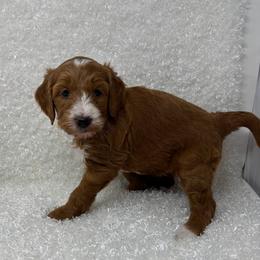 Buttercup - Red  female Goldendoodle puppy in Casselberry, Florida from My Little Doodle