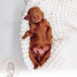 Chestnut - Red  female Goldendoodle puppy in California City, California from Summer Sun Doodles