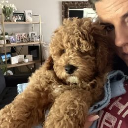 Maltipoo Puppies from Jessica's Maltipoos