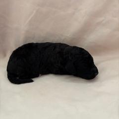 Shandy - Black female Bordoodle puppy in Indianapolis, Indiana from Indiana Bordoodles