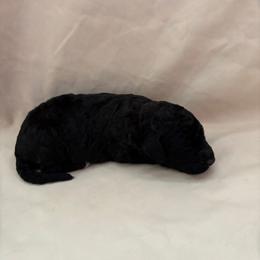 Shandy - Black female Bordoodle puppy in Indianapolis, Indiana from Indiana Bordoodles