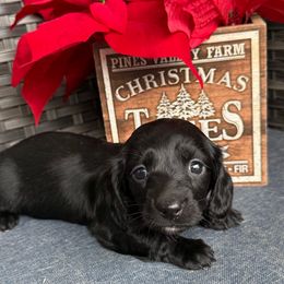 Mary - Black female Dachshund puppy in Troup, Texas from Darling Doxies